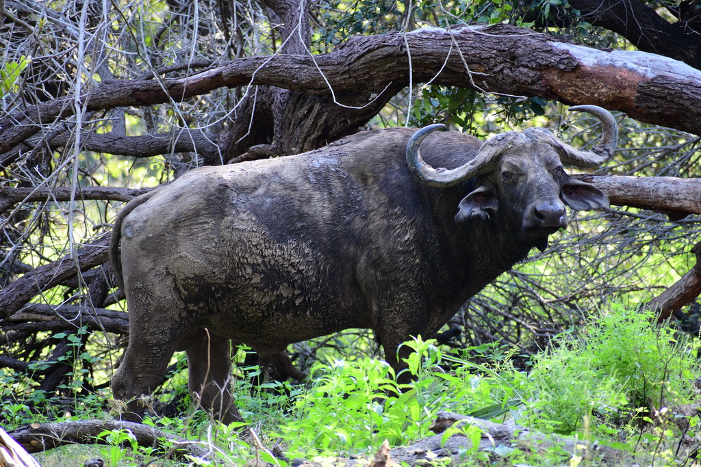 Selous NP